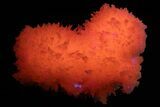 Pink Manganoan Calcite Crystal Cluster - Fluorescent! #337395-1